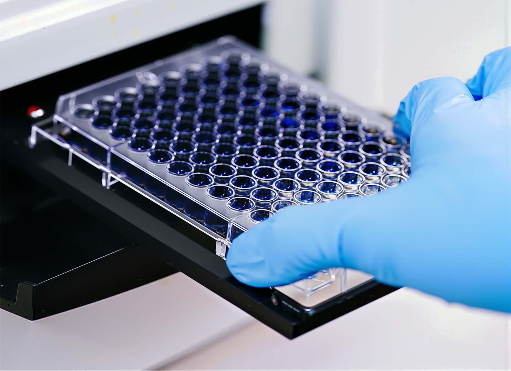 A microassay plate being handled with blue gloves during a laboratory procedure.
